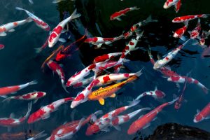 Koi fish in pond